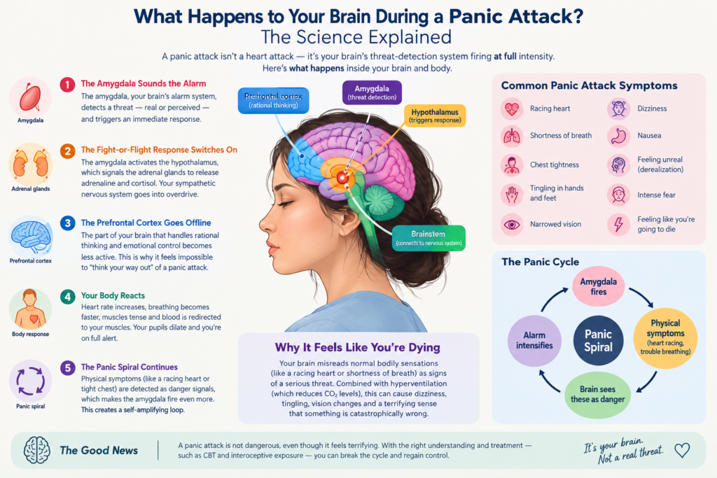 what happens during a panic attack